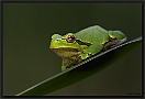 Boomkikker, European Tree Frog, Hyla arborea Location: Tiszagyenda, Hungary boomkikker MG 8629 kopie